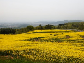 菜の花畑