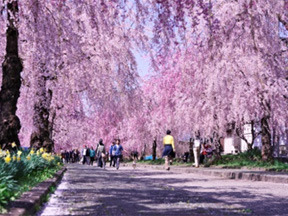 しだれ桜