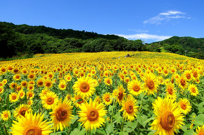 Sannokura Plateau Nanohana and Sunflower Fields