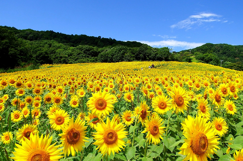 三之倉高原的油菜田園・向日葵田園