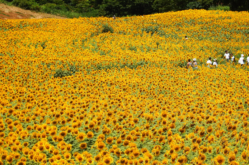 Sannokura Plateau Nanohana and Sunflower Fields