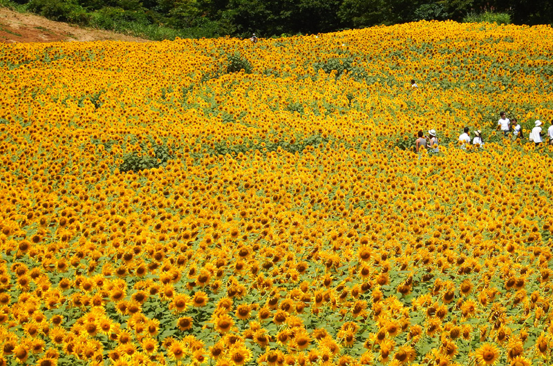 三ノ倉高原の菜の花畑・ひまわり畑