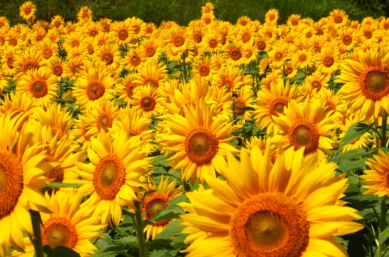 Sannokura Plateau Nanohana and Sunflower Fields