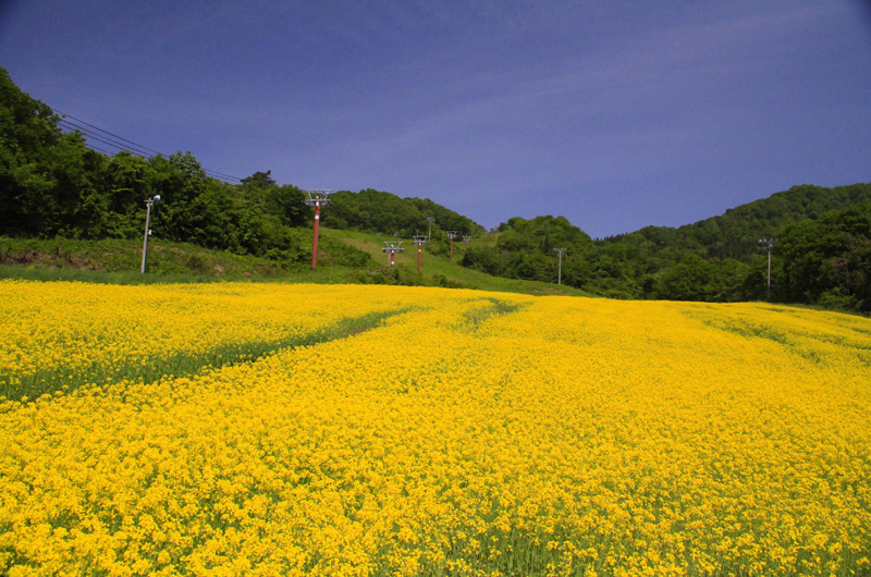 Sannokura Plateau Nanohana and Sunflower Fields