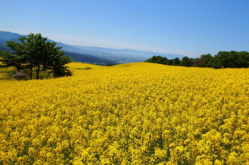 三ノ倉高原の菜の花畑・ひまわり畑