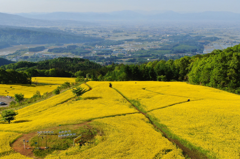 Sannokura Plateau Nanohana and Sunflower Fields