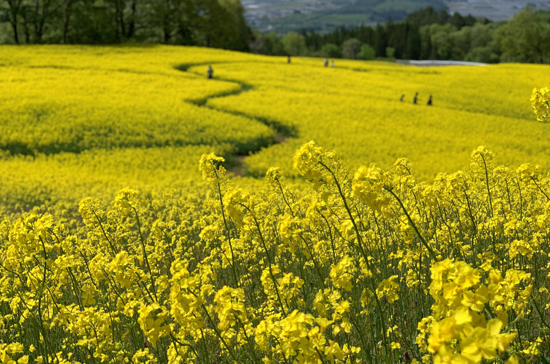 三ノ倉高原の菜の花畑・ひまわり畑