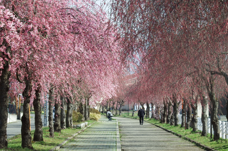 Nicchu Line Weeping Cherry Blossom