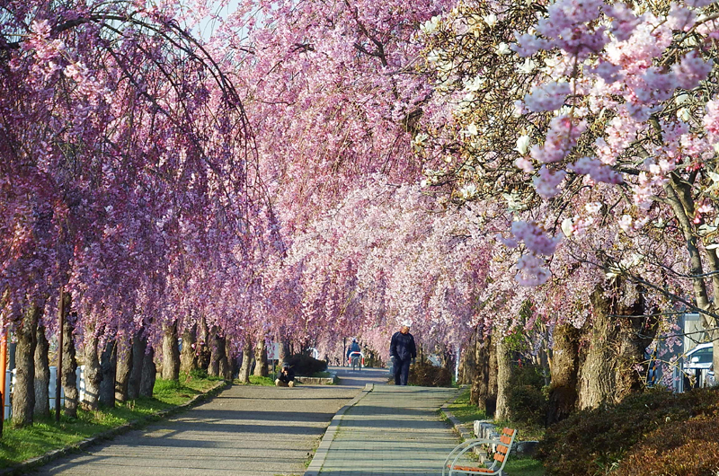 日中線しだれ桜