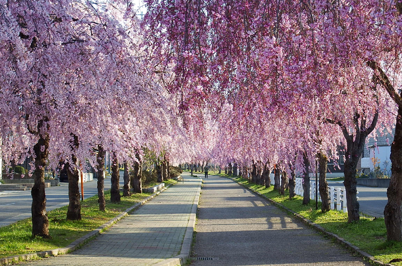 日中線しだれ桜