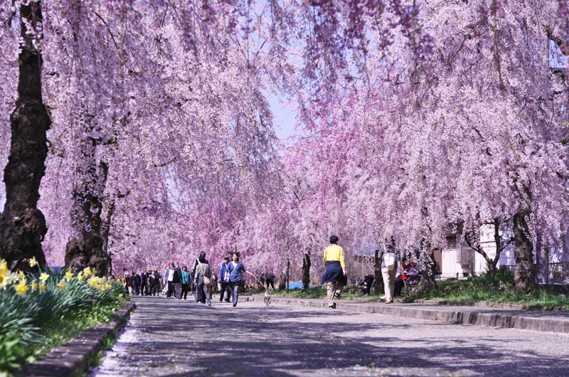 Nicchu Line Weeping Cherry Blossom