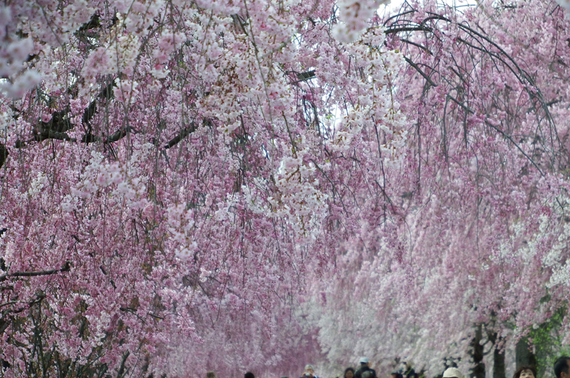 Nicchu Line Weeping Cherry Blossom