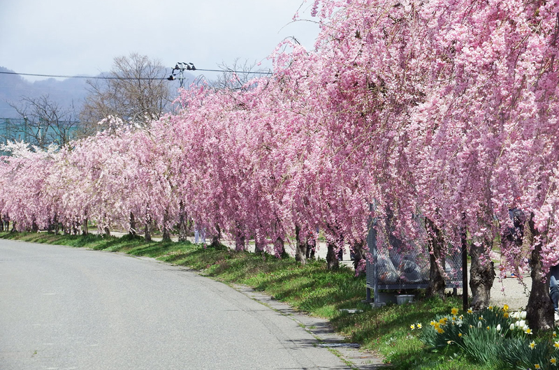 日中線しだれ桜