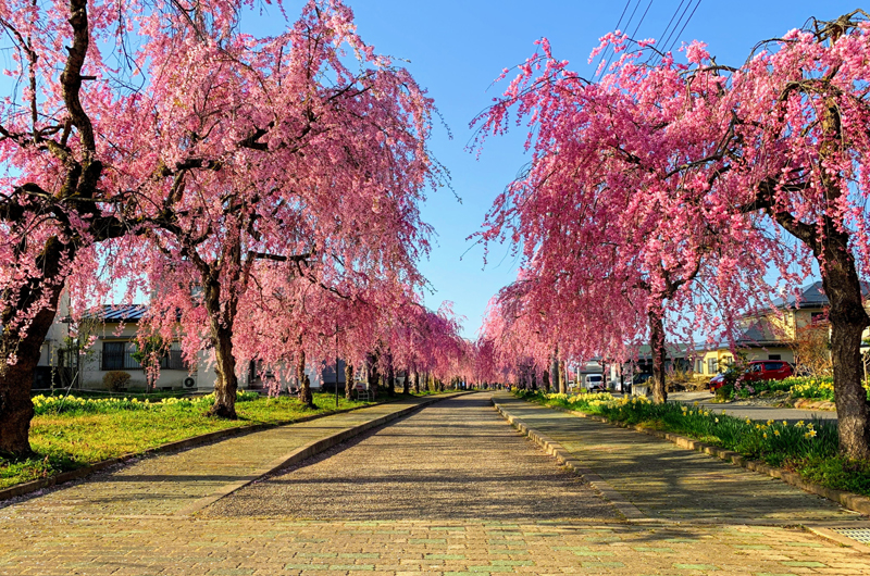 Nicchu Line Weeping Cherry Blossom