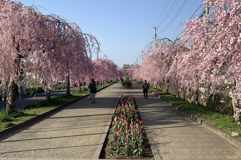 Nicchu Line Weeping Cherry Blossom