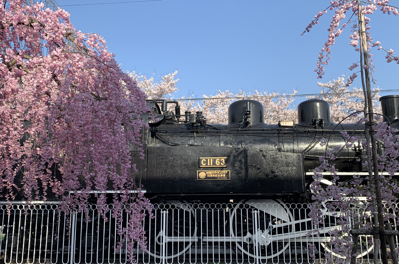 Nicchu Line Weeping Cherry Blossom